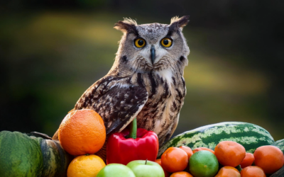 Selbstbestimmt Essen: Werde zu Deinem persönlichen Ernährungsprofi